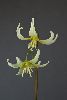 <em>Erythronium californicum</em> 'Margaret Mathew'
